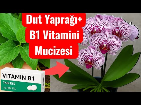 Видео: 🌸 Лист шелковицы + Витамин B1 — настоящее чудо! Сочетание, которое делает орхидеи такими очарователь