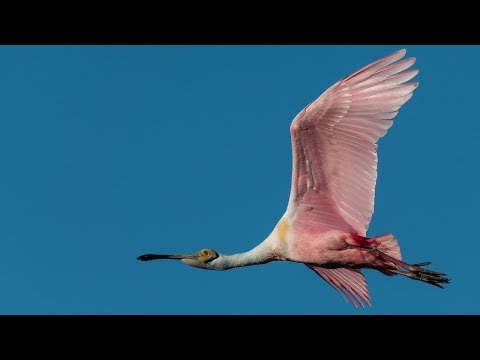 Видео: Nikon D850 Bird In Flight — настройка системы автофокусировки для дикой природы