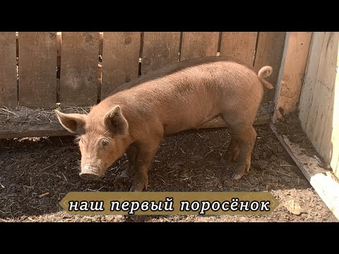 Видео: Поросёнка у нас ещё не было