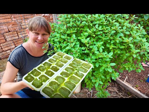 Видео: Базилик всегда должен быть наготове | Простой способ сохранения🌱