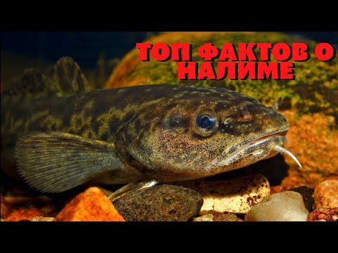 Видео: ТОП ИНТЕРЕСНЫХ ФАКТОВ О НАЛИМЕ! Налим самая всеядная рыба?
