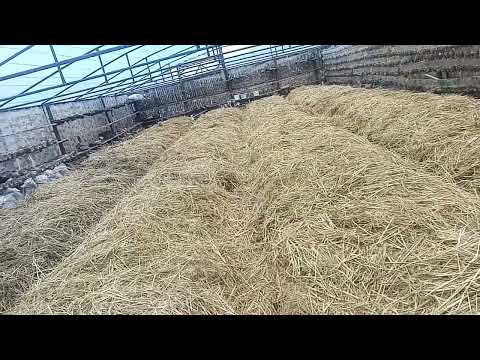 Видео: Биогумспен—жер тыңайту