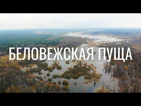 Видео: ПУТЕШЕСТВИЕ ПО БЕЛАРУСИ || Гайд по Беловежской пуще || Зубры и олени в дикой природе