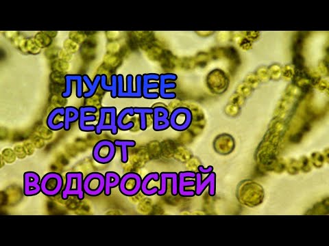 Видео: ЛУЧШЕЕ СРЕДСТВО ОТ ВОДОРОСЛЕЙ. ОБЗОР CHEMICLEAN