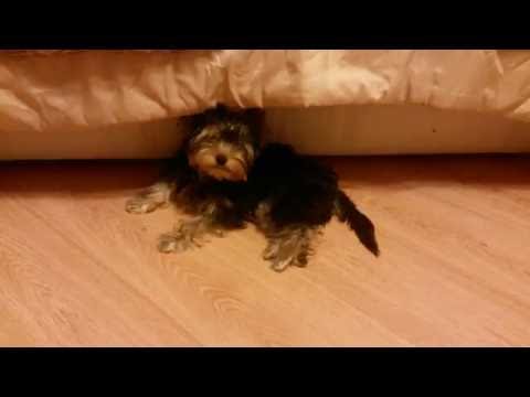 Видео: Как мы быстро приучили йорка к пелёнке