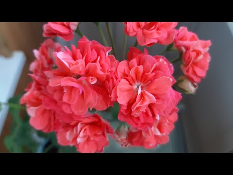 Видео: Уход за черенками пеларгонии. Пересадка новых черенков. Чем подкармливать и когда обрезать?