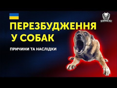 Видео: 🇺🇦ЧОМУ СОБАКА ПЕРЕЗБУДЖУЄТЬСЯ? | ПРИЧИНИ ТА НАСЛІДКИ