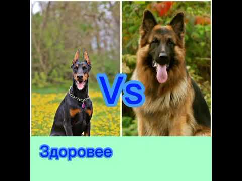 Видео: Доберман-пинчер против немецкой овчарки: кто победит, если произойдёт бой?