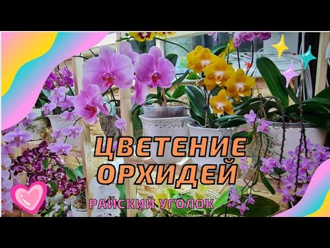 Видео: Цветение орхидей на балконе. Домашнее цветение орхидей. Лас-Вегас, Интрига, Шайни Гел, Эквестрис.