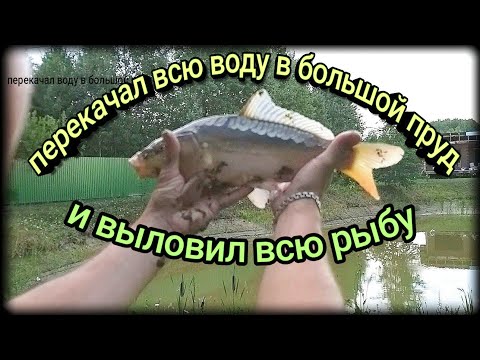 Видео: выловил всю рыбу с откачанного пруда