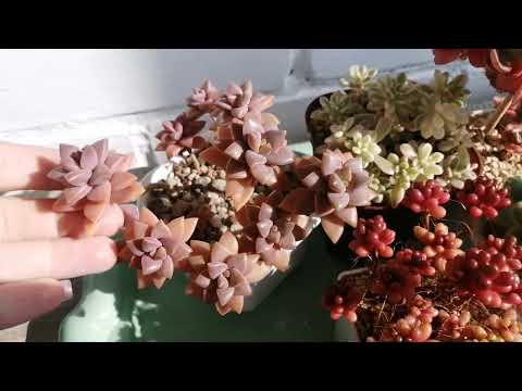 Видео: Ура! 😁Суккуленты переезжают на балкон! 🌞🌿 Волшебный✨ полив суккулентов 😎