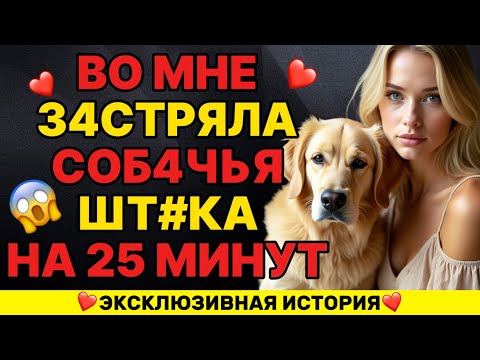 Видео: Моя собака всегда утешает меня, когда муж уезжает в командировку