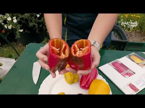 Видео: Сладкие перцы серии "Звезда Востока" СеДек. Обзор урожая по проекту "Перчинка сезона 2022"