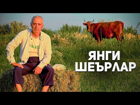 Видео: Ойбек Тилло - Янги шеърлар