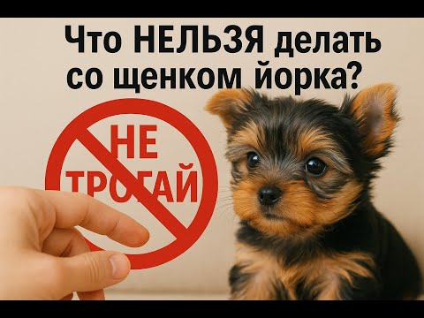 Видео: Что НЕЛЬЗЯ делать со щенком йоркширского терьера.  #shortsvideo #йорк #собака #youtube #приколы