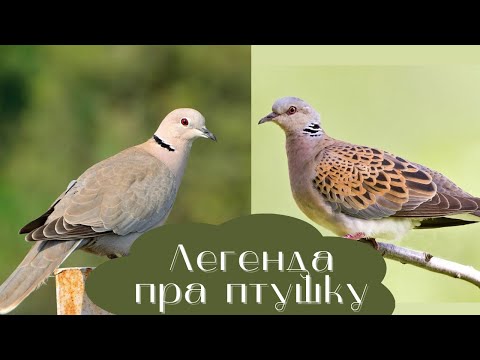 Видео: Легенда пра птушку. Птушка ахвяравання – туркаўка або горліца