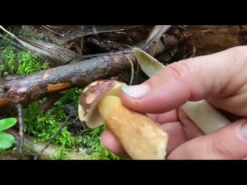 Видео: Вечерняя прогулка в лес за грибами