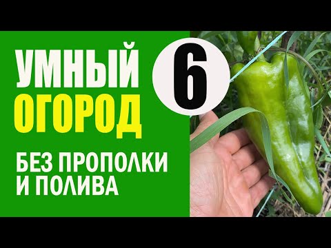 Видео: Умный Огород - 6 ч. ОТВЕТЫ и РЕЗУЛЬТАТЫ. Не Нужно Поливать и Пропалывать. Урожайный Огород