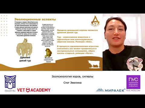 Видео: Зоопсихология коров, сигналы.