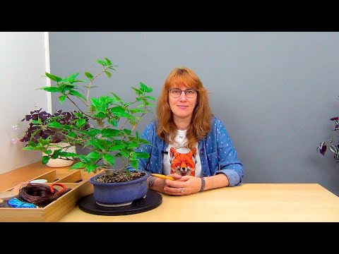 Видео: Бонсай из гибискуса (ч.10).