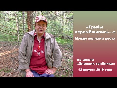 Видео: Грибы перемЕжились. Между волнами роста. Дневник грибника 12 августа 2019 года.