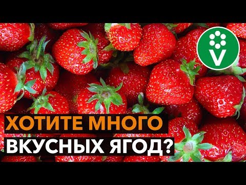 Видео: СЕКРЕТ БОЛЬШОГО УРОЖАЯ КЛУБНИКИ в правильной подкормке!