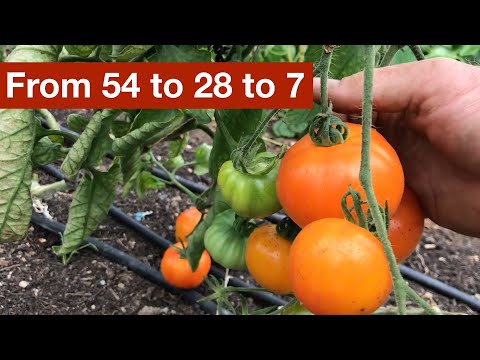 Видео: От 54 до 28 до 7 сортов томатов