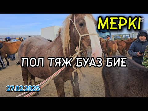Видео: Жылқы бағасы / Мерке мал базар 27.02.2025