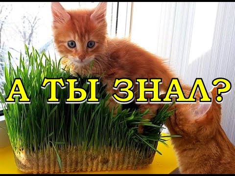 Видео: Какие ЗЛАКИ ЛУЧШЕ прорастить для кошки?🙀😺🙀