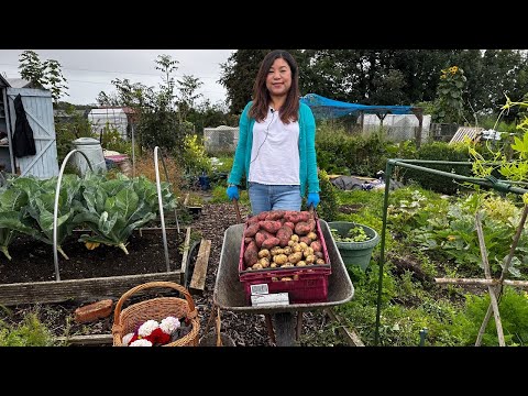 Видео: Сбор картофеля | 25 сентября | Участок | Mamata's Essence | 4K