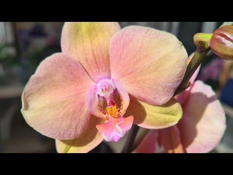 Видео: Радужная Сапорита🌈 или как её приручить😂И немного мини орхидей🦋🦋🦋