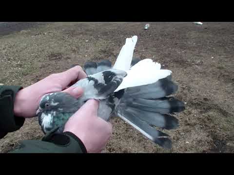 Видео: НИКОЛАЕВСКИЕ      ГОЛУБИ      ДИМИТРОВ   0953116954