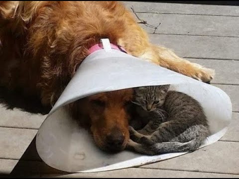 Видео: 😺 Друг в беде не бросит! 🐕  Смешное видео  с собаками, кошками и котятами! 🐱