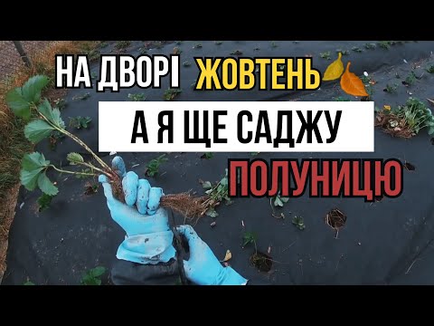 Видео: ЧИ МОЖНА САДИТИ ПОЛУНИЦЮ 20 ЖОВТНЯ?Які НАСЛІДКИ  на тебе чекають?Вирощування полуниці НА ПОЛІССІ