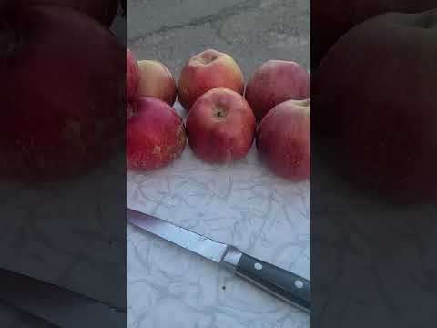 Видео: Яблука Радогость