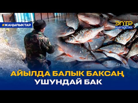 Видео: АЙЫЛДА БАЛЫК БАКСАҢ УШУНДАЙ БАК