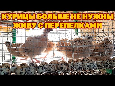 Видео: ОТКАЗАЛАСЬ ОТ КУР НЕСУШЕК В ПОЛЬЗУ ПЕРЕПЕЛОВ /МИНУСЫ ПЛЮСЫ ВЫРАЩИВАНИЯ ПЕРЕПЕЛОК@obovsemsmarusya