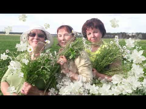 Видео: Прогулка за ромашками