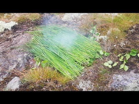 Видео: Дикая кухня - Рыба копченая в яме