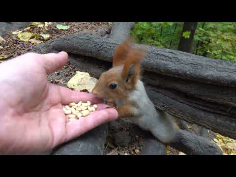 Видео: Нашествие голодных белок / The invasion of hungry squirrels