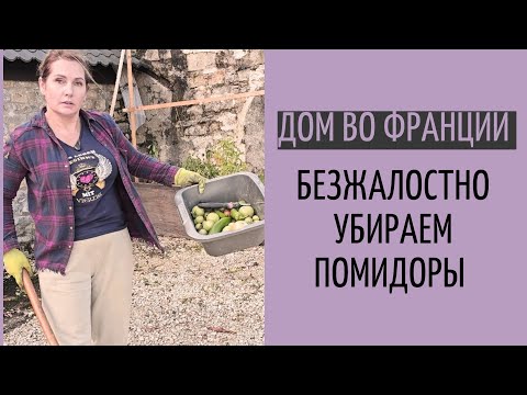 Видео: избавились от помидор | осенняя работа в саду с пользой для тела