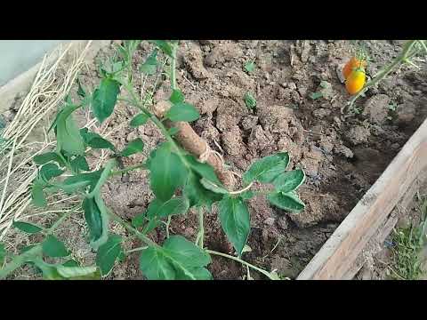 Видео: Два урожая томатов за лето в теплице