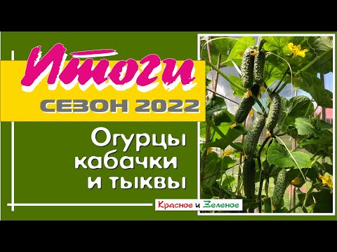 Видео: Огурцы, кабачки и тыквы. Итоги сезона 2022