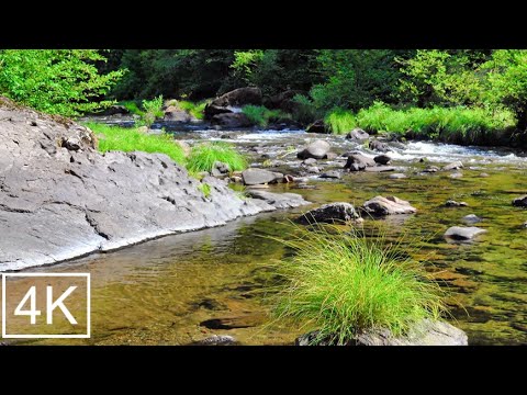 Видео: Приятные звуки счастливых птиц и журчащий ручей заряжают позитивом