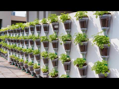 Видео: Как я выращиваю сельдерей один раз и собираю урожай круглый год — без огорода и полива