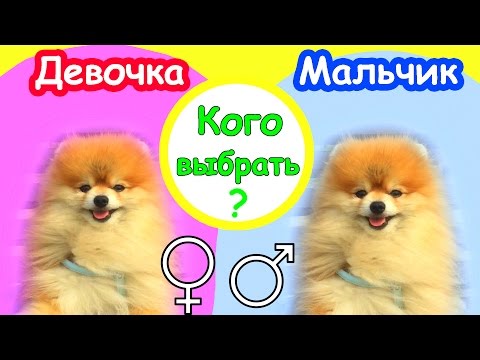 Видео: ВЫБОР ЩЕНКА ШпИцА ✔️МАЛЬЧИКИ VS ДЕВОЧКИ ✔️КОГО ВЫБРАТЬ