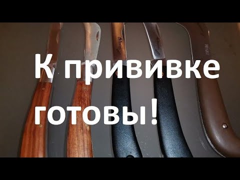 Видео: Как правильно выбрать прививочный нож.