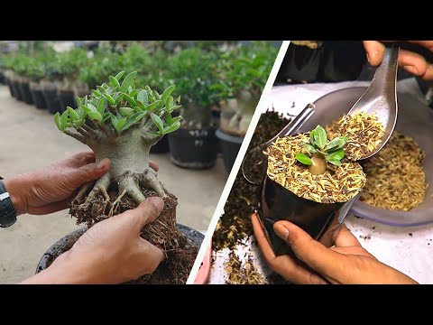 Видео: Хорошая среда для выращивания саженцев адениума. роза пустыни растение бонсай