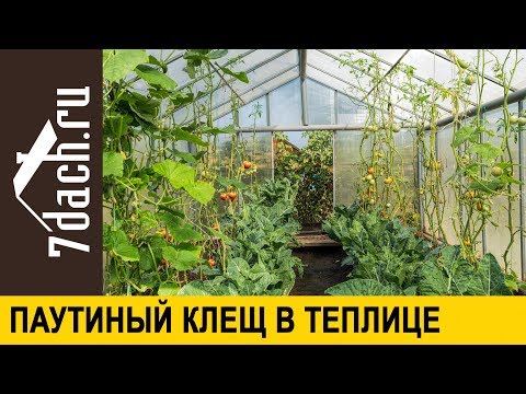 Видео: 👩‍🌾 Паутинный клещ в теплице: что делать? Рецепты спасения - 7 дач