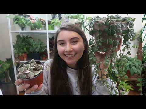Видео: Полный уход за String of Hearts + Руководство по размножению